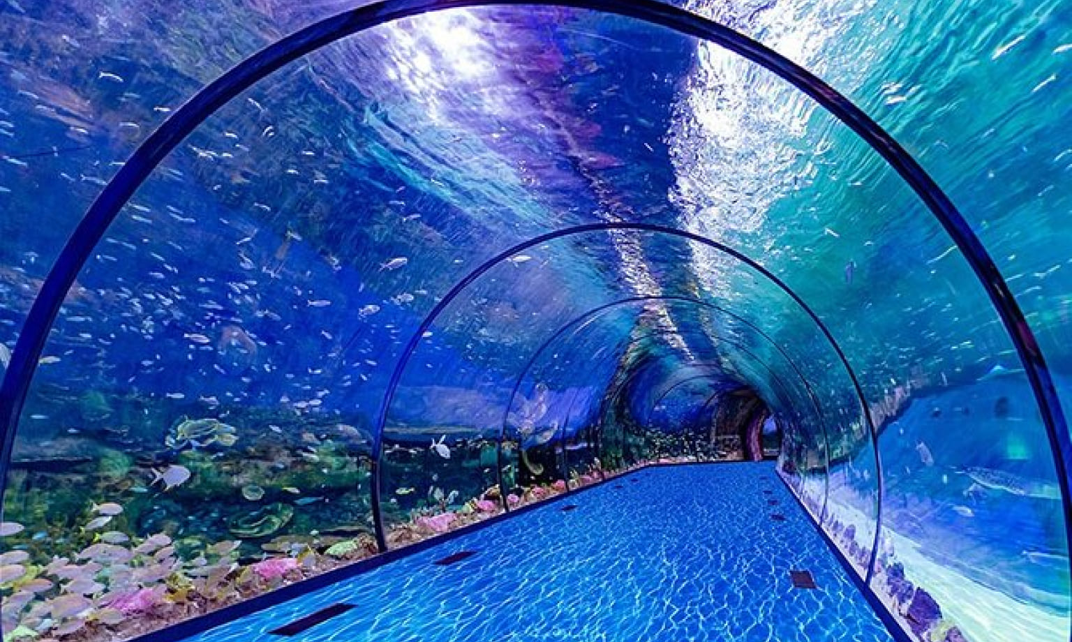 The National Aquarium Abu Dhabi